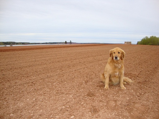 Ginger monitoring the planting