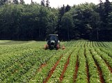 Tractor in PEI Potato Field