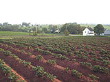 Visser Potato Field in Orwell Cove