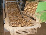 Potatoes Metered Onto the Grading Line