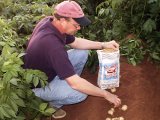 William Observing Size Profile of New Crop.